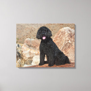 VS, Californië. Labradoodle oppassen Canvas Afdruk