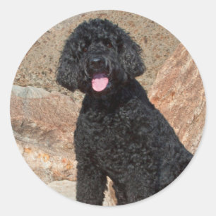 VS, Californië. Labradoodle oppassen Ronde Sticker