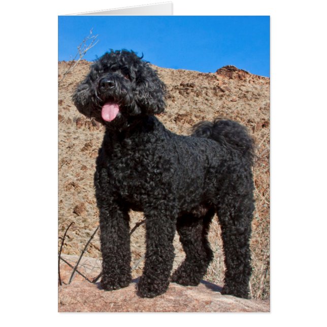 VS, Californië. Labradoodle Staand (Voorkant)