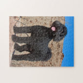 VS, Californië. Labradoodle Staand Legpuzzel (Horizontaal)