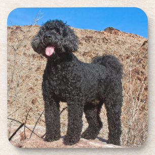 VS, Californië. Labradoodle Staand Onderzetter