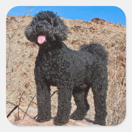 VS, Californië. Labradoodle Staand Vierkante Sticker (Voorkant)