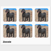 VS, Californië. Labradoodle Staand Vierkante Sticker (Vel)