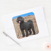 VS, Californië. Labradoodle Staand Vierkante Sticker (Envelop)
