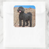 VS, Californië. Labradoodle Staand Vierkante Sticker (Tas)