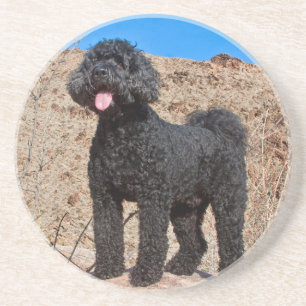 VS, Californië. Labradoodle Staand Zandsteen Onderzetter