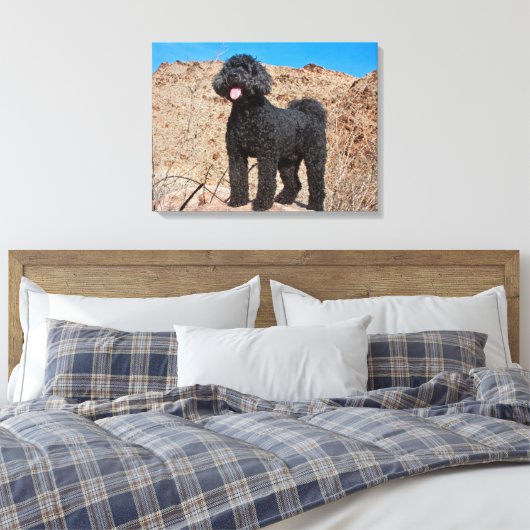 VS, Californië. Labradoodle Standing Canvas Afdruk (Insitu (Slaapkamer))