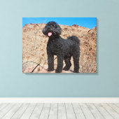 VS, Californië. Labradoodle Standing Canvas Afdruk (Insitu (Houten vloer))