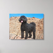 VS, Californië. Labradoodle Standing Canvas Afdruk (Voorkant)