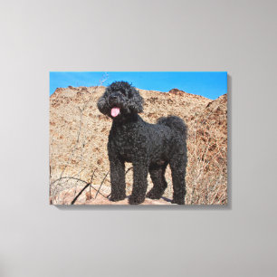 VS, Californië. Labradoodle Standing Canvas Afdruk