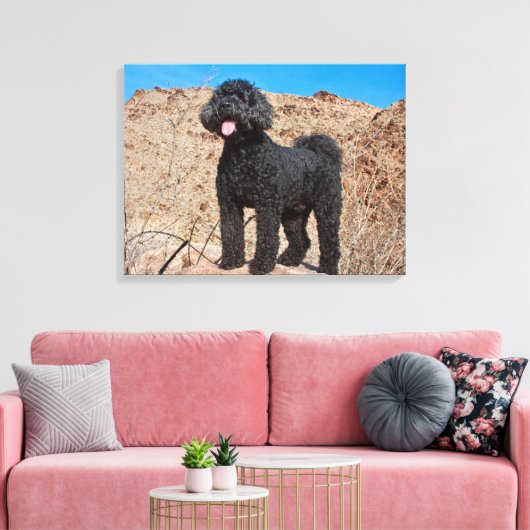 VS, Californië. Labradoodle Standing Canvas Afdruk (Insitu (Woonkamer))