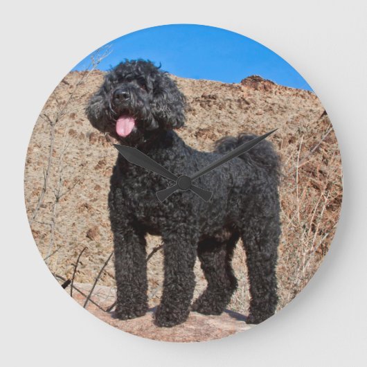 VS, Californië. Labradoodle Standing Grote Klok (Voorkant)