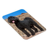 VS, Californië. Labradoodle Standing Magneet (Rechterzijde)