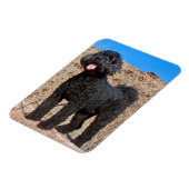 VS, Californië. Labradoodle Standing Magneet (Linkerzijde)