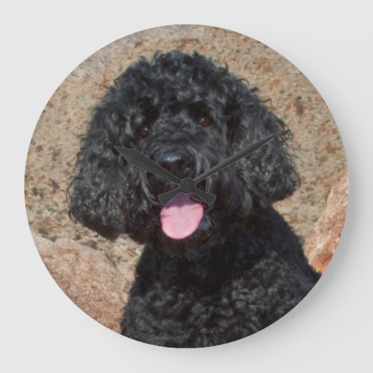 VS, Californië. Labradoodle zit Grote Klok (Voorkant)