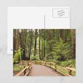 VS, Californië, Marin County, Muir Bossen Briefkaart (Voorkant / Achterkant)