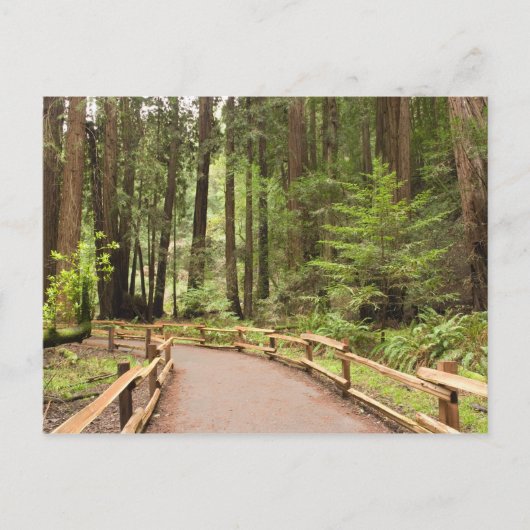 VS, Californië, Marin County, Muir Bossen Briefkaart (Voorkant)