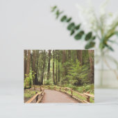 VS, Californië, Marin County, Muir Bossen Briefkaart (Staand voorkant)