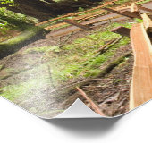 VS, Californië, Marin County, Muir Bossen Foto Afdruk (Hoek)