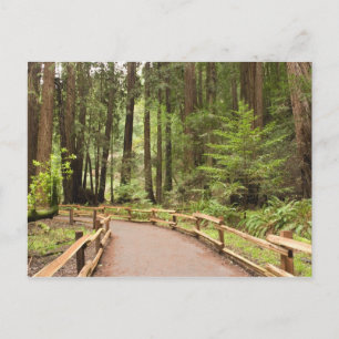 VS, Californië, Marin County, Muir Woods Briefkaart