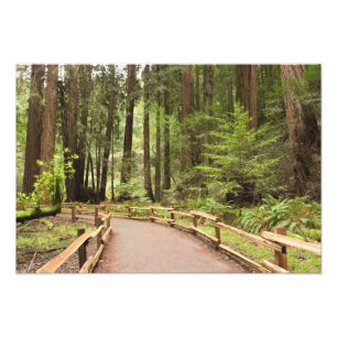 VS, Californië, Marin County, Muir Woods Foto Afdruk