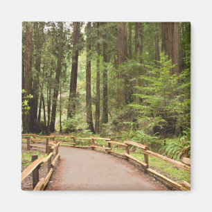 VS, Californië, Marin County, Muir Woods Magneet