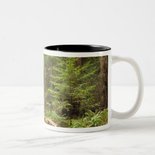 VS, Californië, Marin County, Muir Woods Tweekleurige Koffiemok