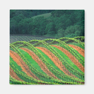 VS, Californië, Mendocino County, een getraliede Magneet