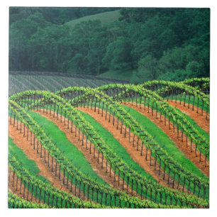 VS, Californië, Mendocino County, een getraliede Tegeltje