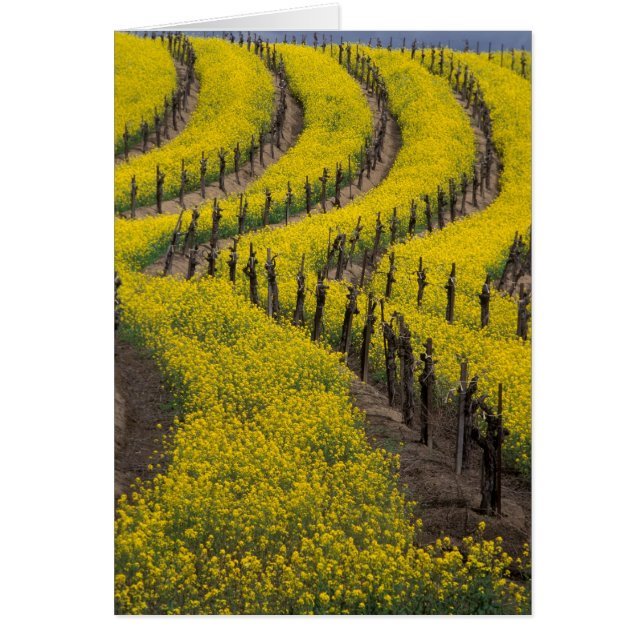 VS, Californië, Napa Valley, Los Carneros Ava. (Voorkant)