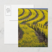 VS, Californië, Napa Valley, Los Carneros Ava. Briefkaart (Voorkant / Achterkant)