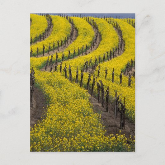 VS, Californië, Napa Valley, Los Carneros Ava. Briefkaart (Voorkant)