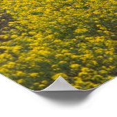 VS, Californië, Napa Valley, Los Carneros Ava. Poster (Hoek)