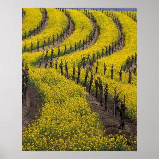 VS, Californië, Napa Valley, Los Carneros Ava. Poster (Voorkant)