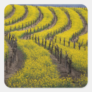 VS, Californië, Napa Valley, Los Carneros Ava. Vierkante Sticker