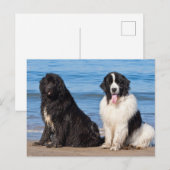 VS, Californië. Newfoundlanders Zitten Briefkaart (Voorkant / Achterkant)