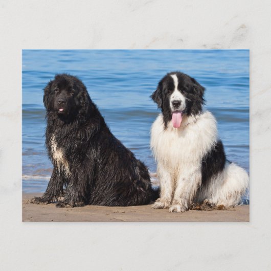 VS, Californië. Newfoundlanders Zitten Briefkaart (Voorkant)