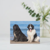 VS, Californië. Newfoundlanders Zitten Briefkaart (Staand voorkant)