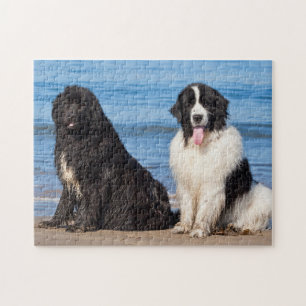 VS, Californië. Newfoundlanders Zitten Legpuzzel