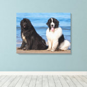 VS, Californië. Newfoundlands Zitten Canvas Afdruk (Insitu (Houten vloer))