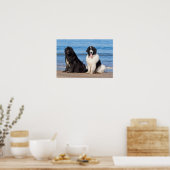 VS, Californië. Newfoundlands Zitten Poster (Keuken)