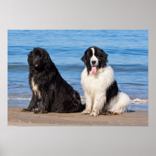 VS, Californië. Newfoundlands Zitten Poster