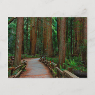 VS, Californië. Pad tussen de rode bomen in Muir Briefkaart