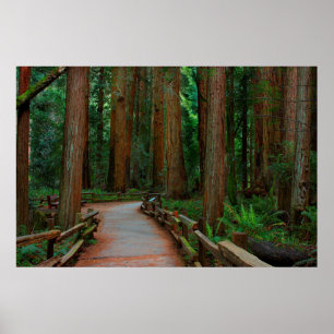 VS, Californië. Pad tussen Redwoods in Muir Poster