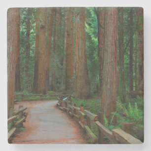 VS, Californië. Pad tussen Redwoods in Muir Stenen Onderzetter