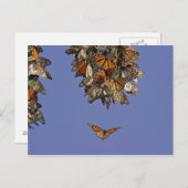 VS, Californië, Pismo Beach. Monarch Briefkaart (Voorkant / Achterkant)