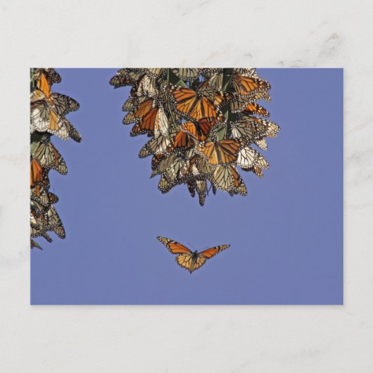 VS, Californië, Pismo Beach. Monarch Briefkaart (Voorkant)