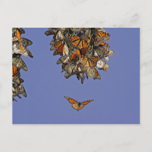 VS, Californië, Pismo Beach. Monarchvlinder Briefkaart