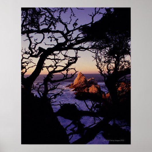 VS, Californië, Point Lobos, cypress-boom en Poster (Voorkant)
