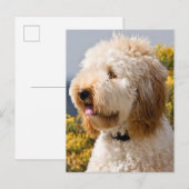 VS, Californië. Portret van Labradoedle 3 Briefkaart (Voorkant / Achterkant)